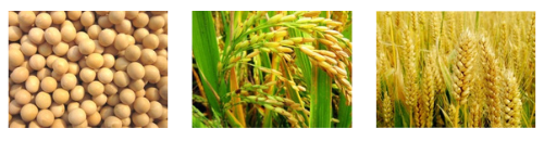 Soyabeans, Paddy and Wheat (Gehu) pictures - grain dryer application