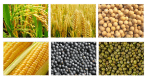 Wheat or Gehu, paddy, soyabeans, maize(corn), mustard and moong dal pictures application of grain dryer
