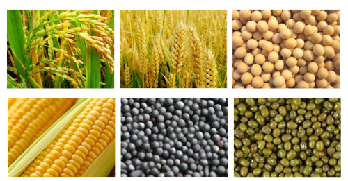 Wheat or Gehu, paddy, soyabeans, maize(corn), mustard and moong dal pictures application of grain dryer