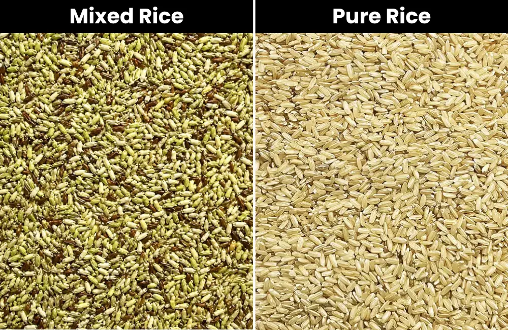 Highest Sorting Accuracy for Premium Rice Quality